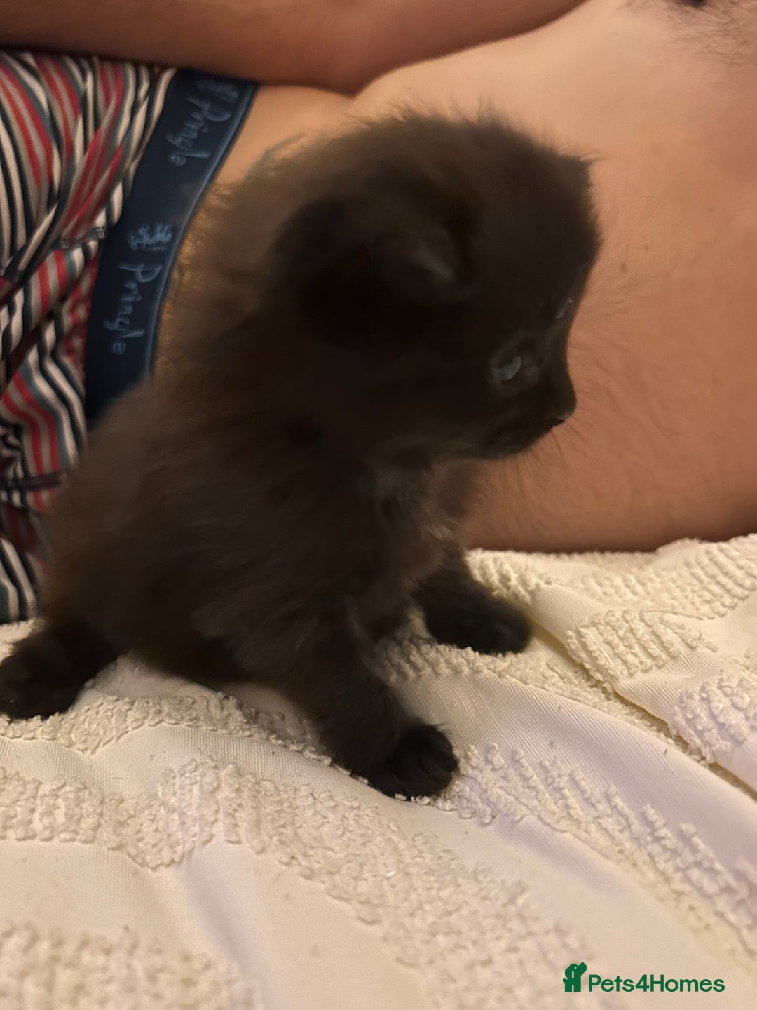 Ragdoll cats for sale: Gorgeous fluffy Ragdoll x kitten  - Image 6