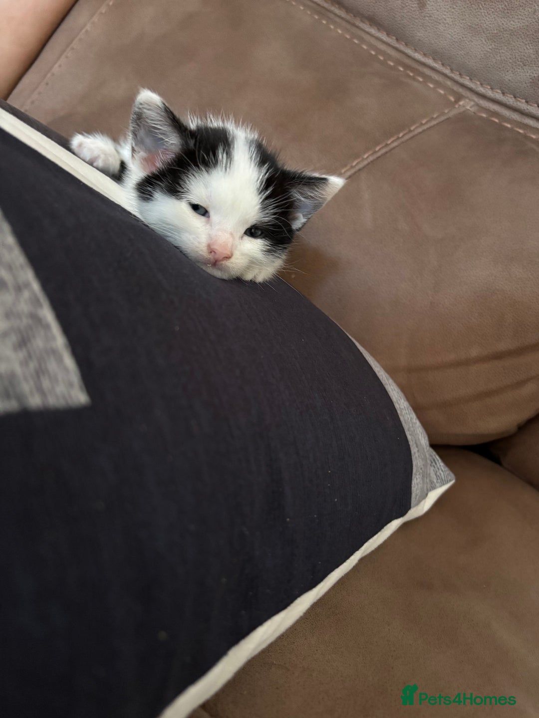 British Longhair cats for sale: Three adorable kittens  - Image 21