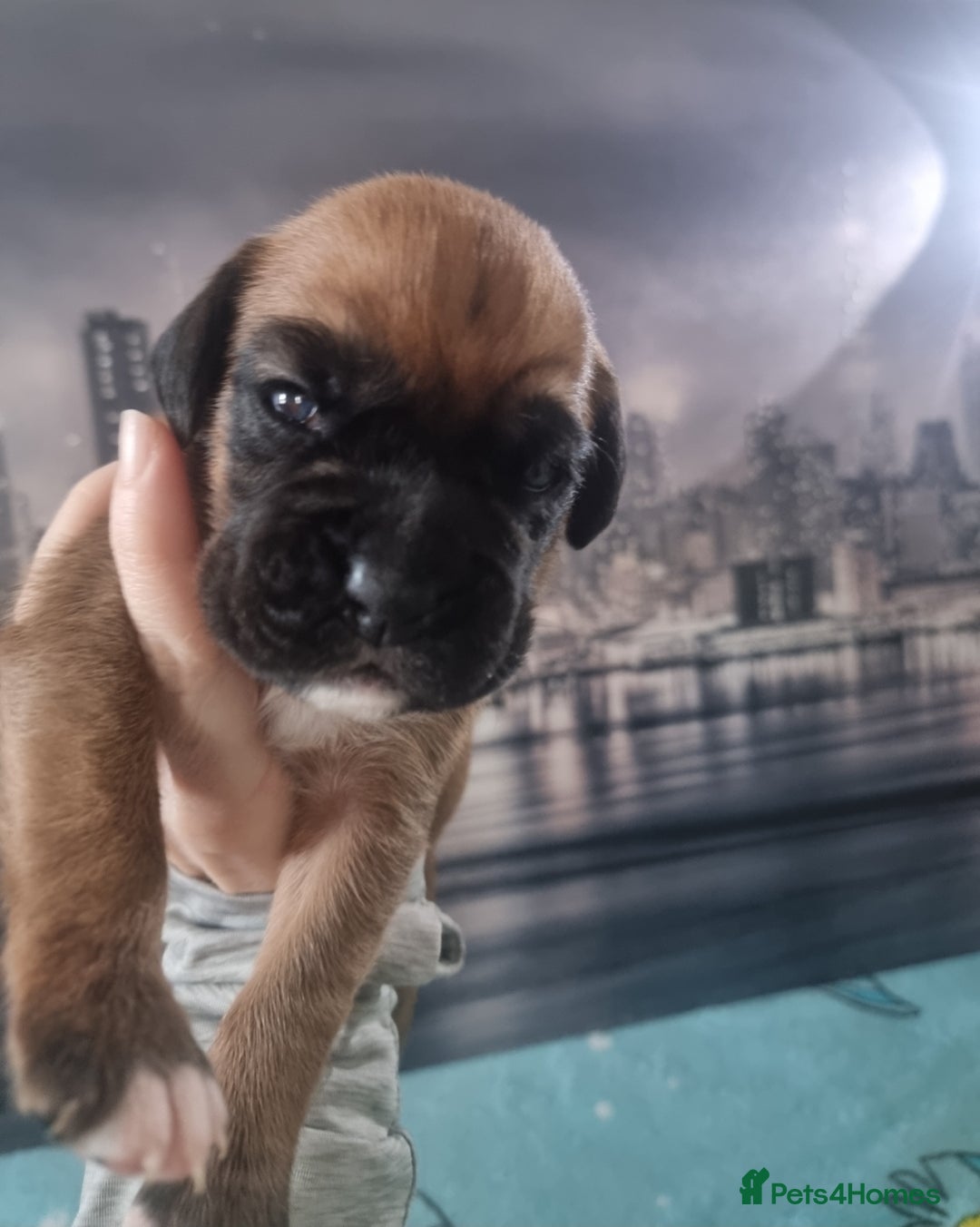 Boxer dogs for sale: Boxer puppy - Advert 5