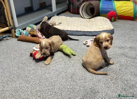 Cocker Spaniel dogs - Advert 4