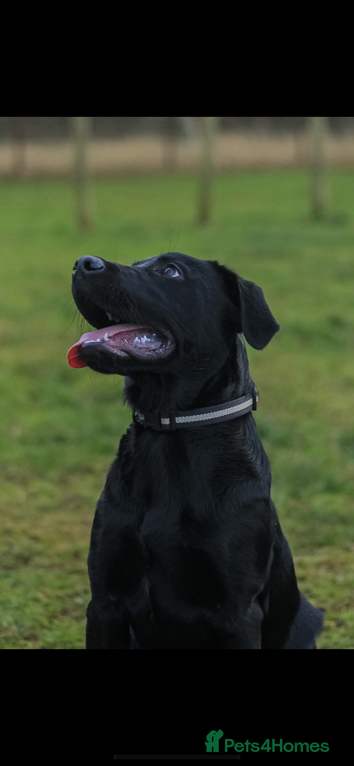 Labrador Retriever dogs 5 months old drakeshead Labrador  - Advert 1