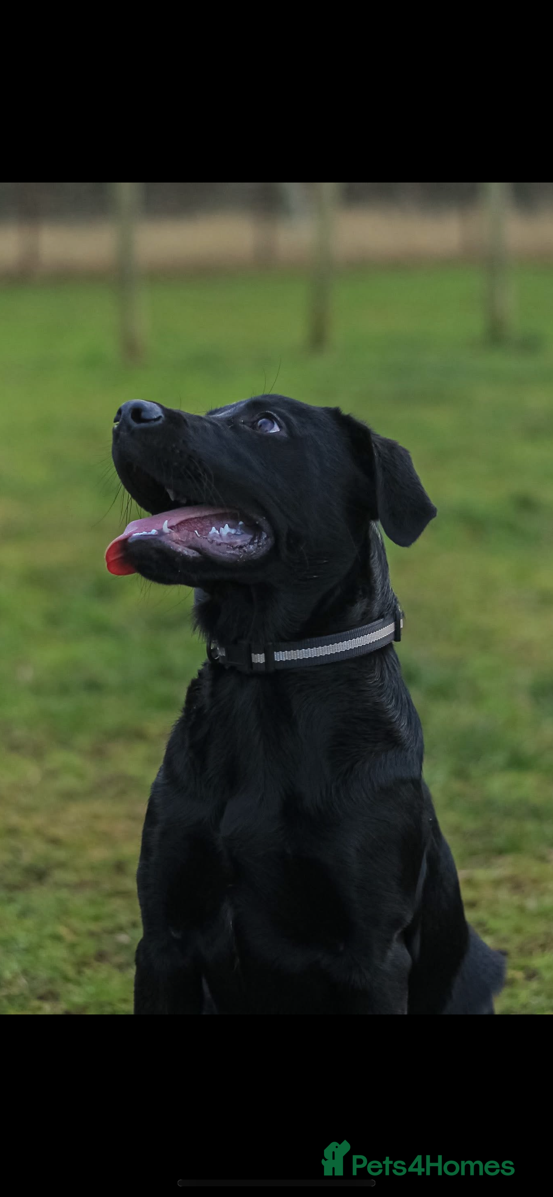 Labrador Retriever dogs for sale: 5 months old drakeshead Labrador  - Advert 1