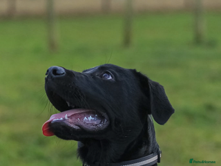 Labrador Retriever dogs 5 months old drakeshead Labrador - Advert 9