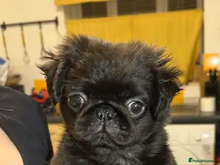 Pug dogs Rare fluffy pug - Advert 4