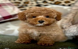 Cockapoo dogs for sale: Paddinton, Yogi & Barnaby -Teddy Bear Cockapoos - Image 1