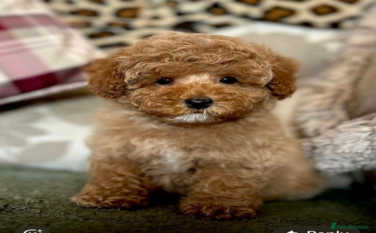 Cockapoo dogs - Advert 1