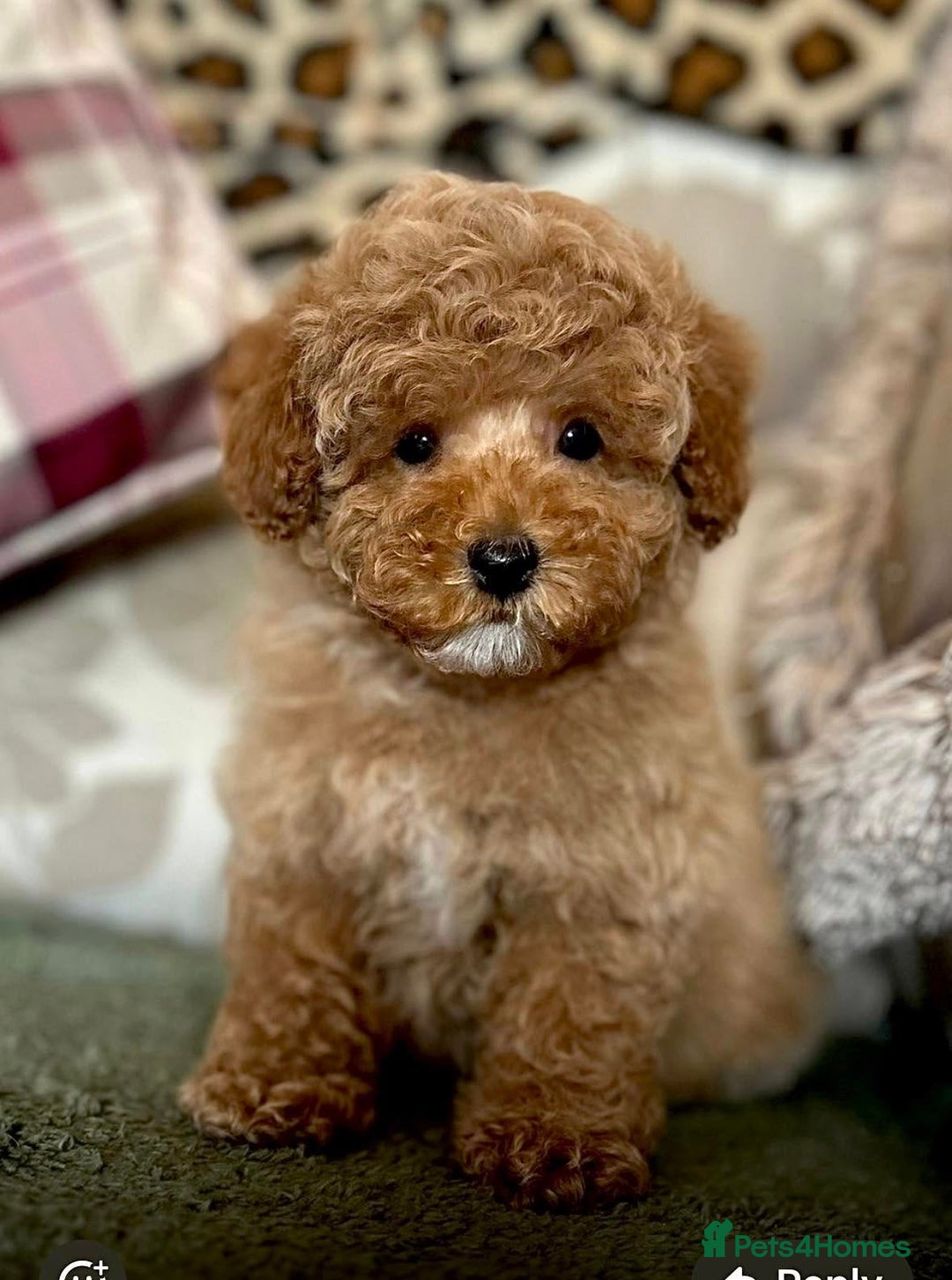 Cockapoo dogs for sale: Paddinton, Yogi & Barnaby -Teddy Bear Cockapoos - Image 1