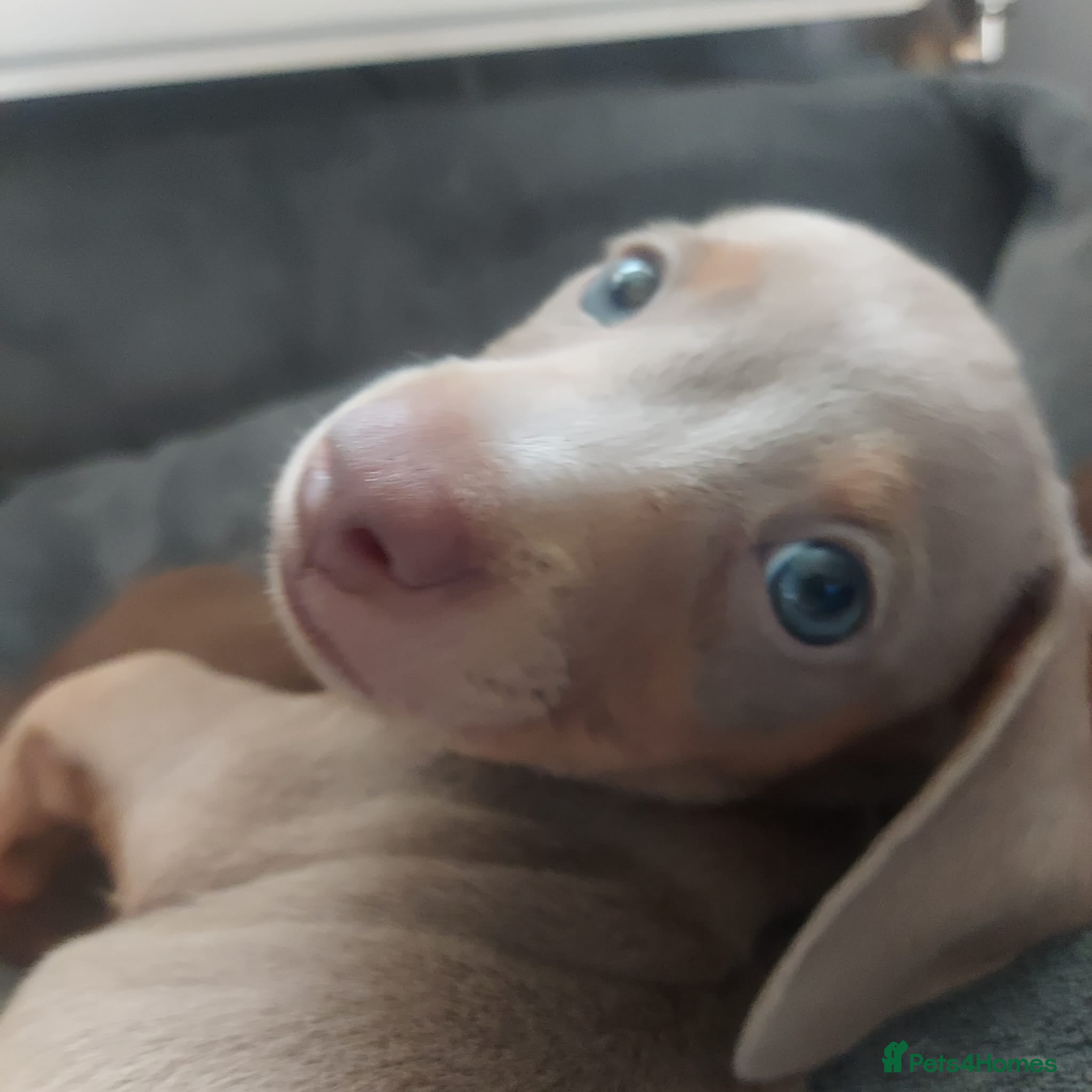 Miniature Dachshund dogs Boy waiting for his forever home ( ready tuesday) - Advert 11