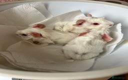 Guinea Pig rodents for sale: Beautiful Otter colour full peruvian& 3 PEWs   - Advert 15