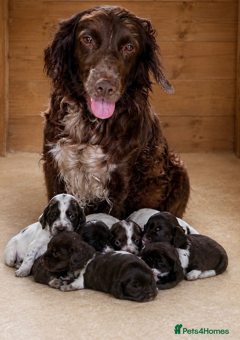 Cocker Spaniel dogs Chocolate spaniels  - Advert 7