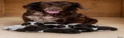 Cocker Spaniel dogs for sale: Chocolate spaniels  - Advert 1