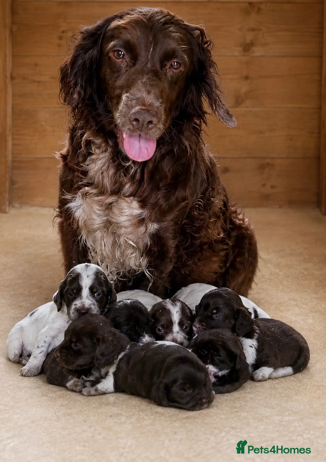 Cocker Spaniel dogs for sale: Chocolate spaniels  - Advert 1