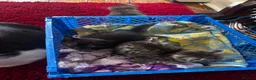 Mixed Breed cats for sale: Kittens for sale - Advert 6