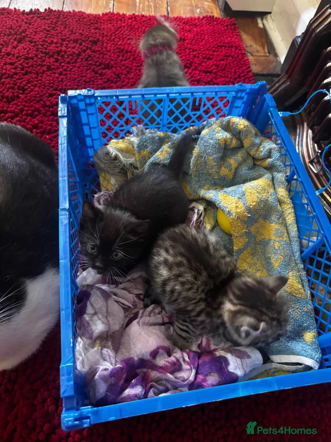 Mixed Breed cats for sale: Kittens for sale - Advert 6