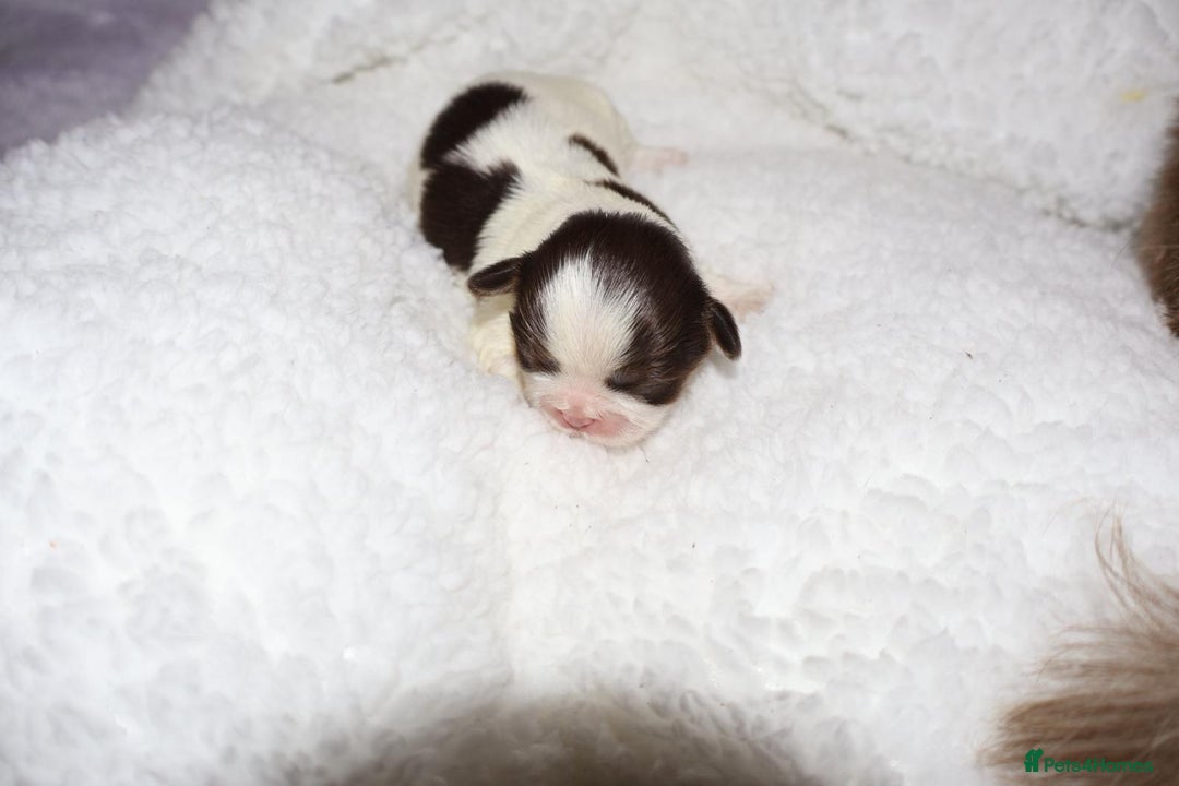 Shih Tzu dogs for sale: ✨ULTIMATE DNA Imperial’s now available✨ - Advert 12