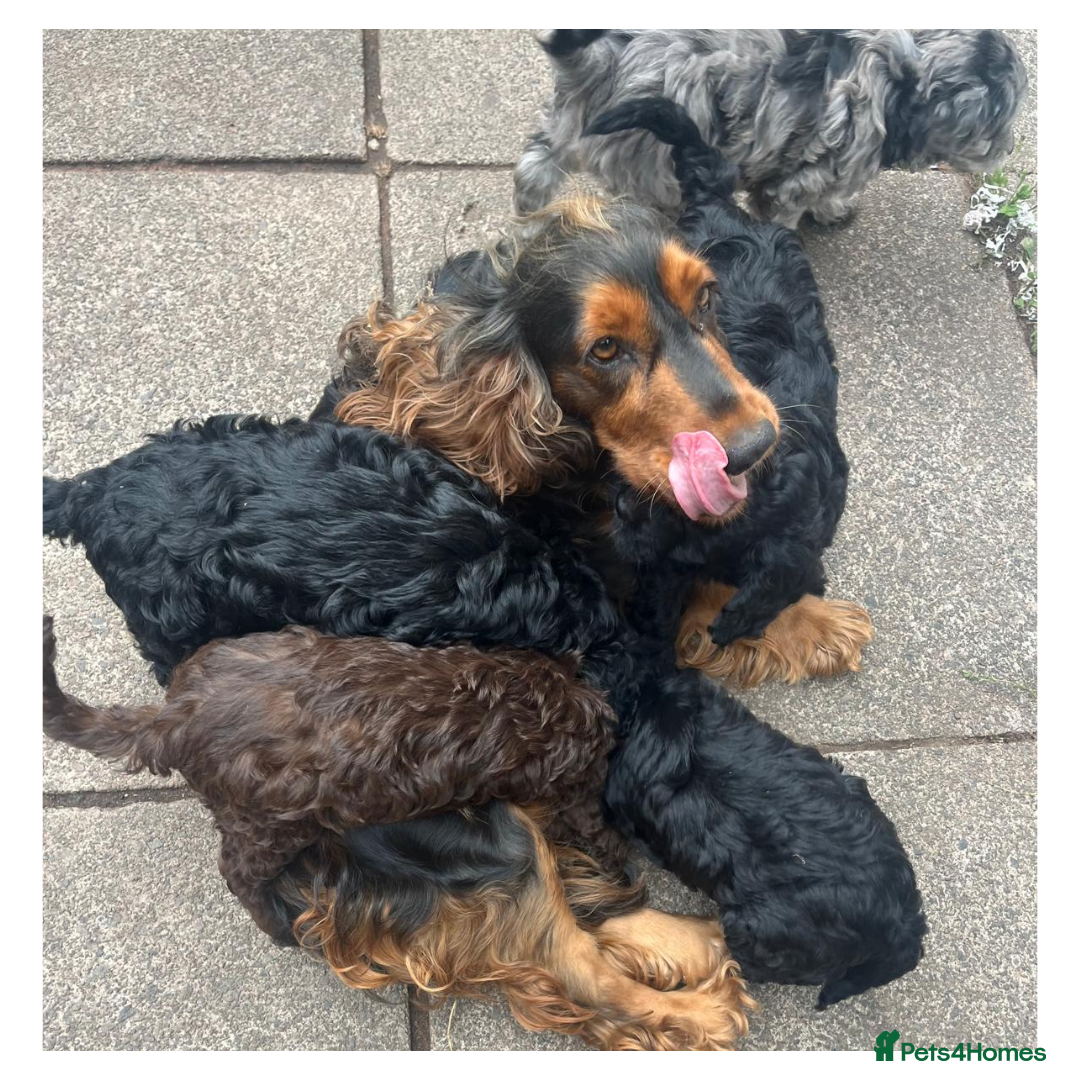 Cockapoo dogs for sale: ❤️silky show type cockapoos❤️ - Image 9
