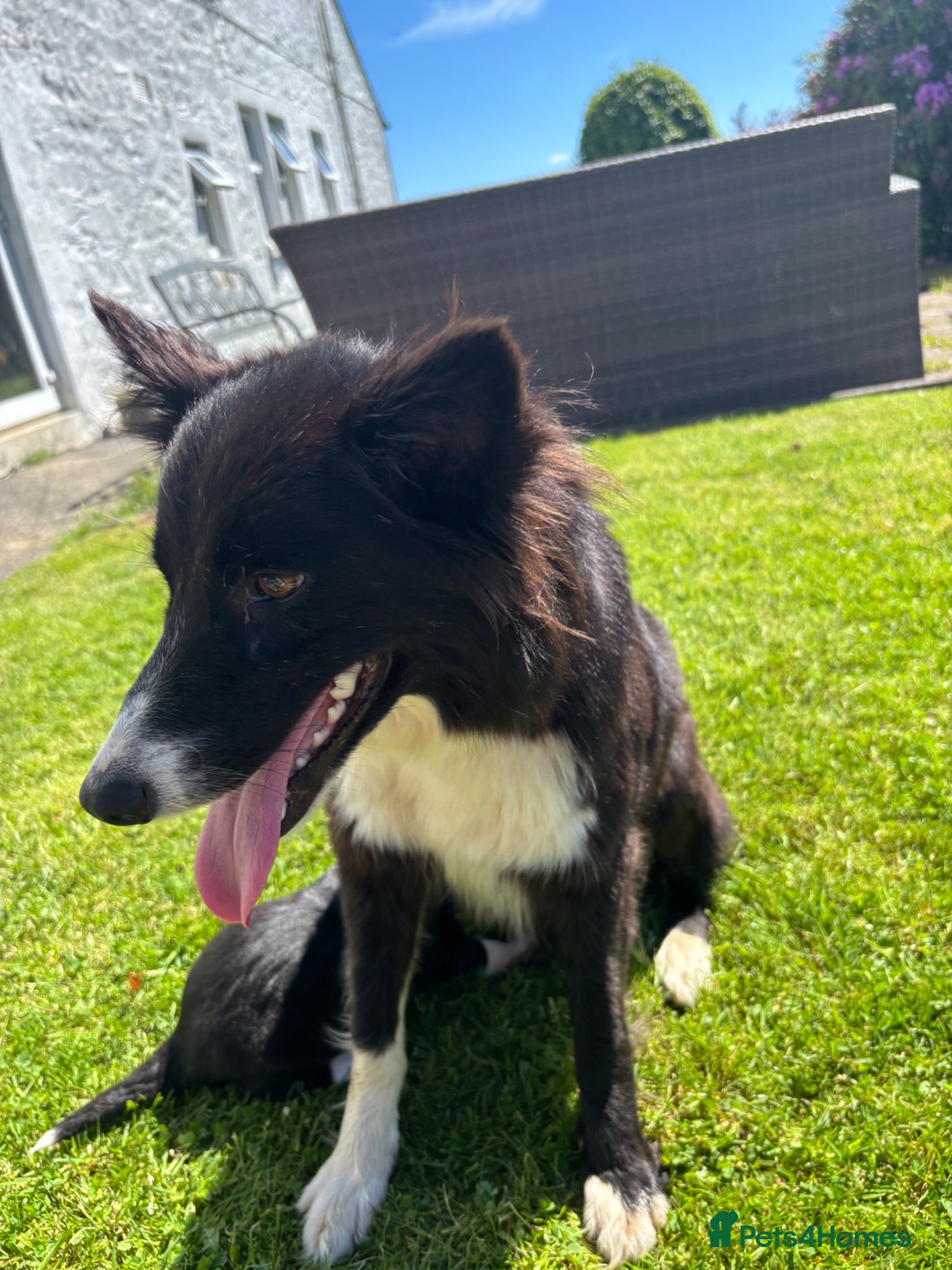Border Collie dogs Beautiful border collie puppies  - Advert 1