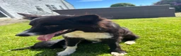 Border Collie dogs for sale: Beautiful border collie puppies  - Advert 1