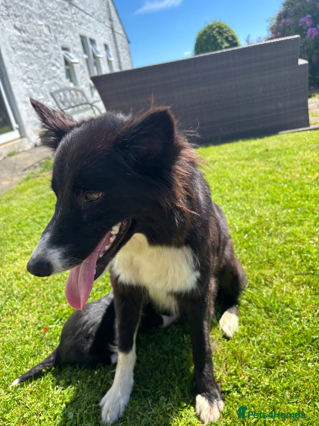 Border Collie dogs for sale: Beautiful border collie puppies  - Advert 1