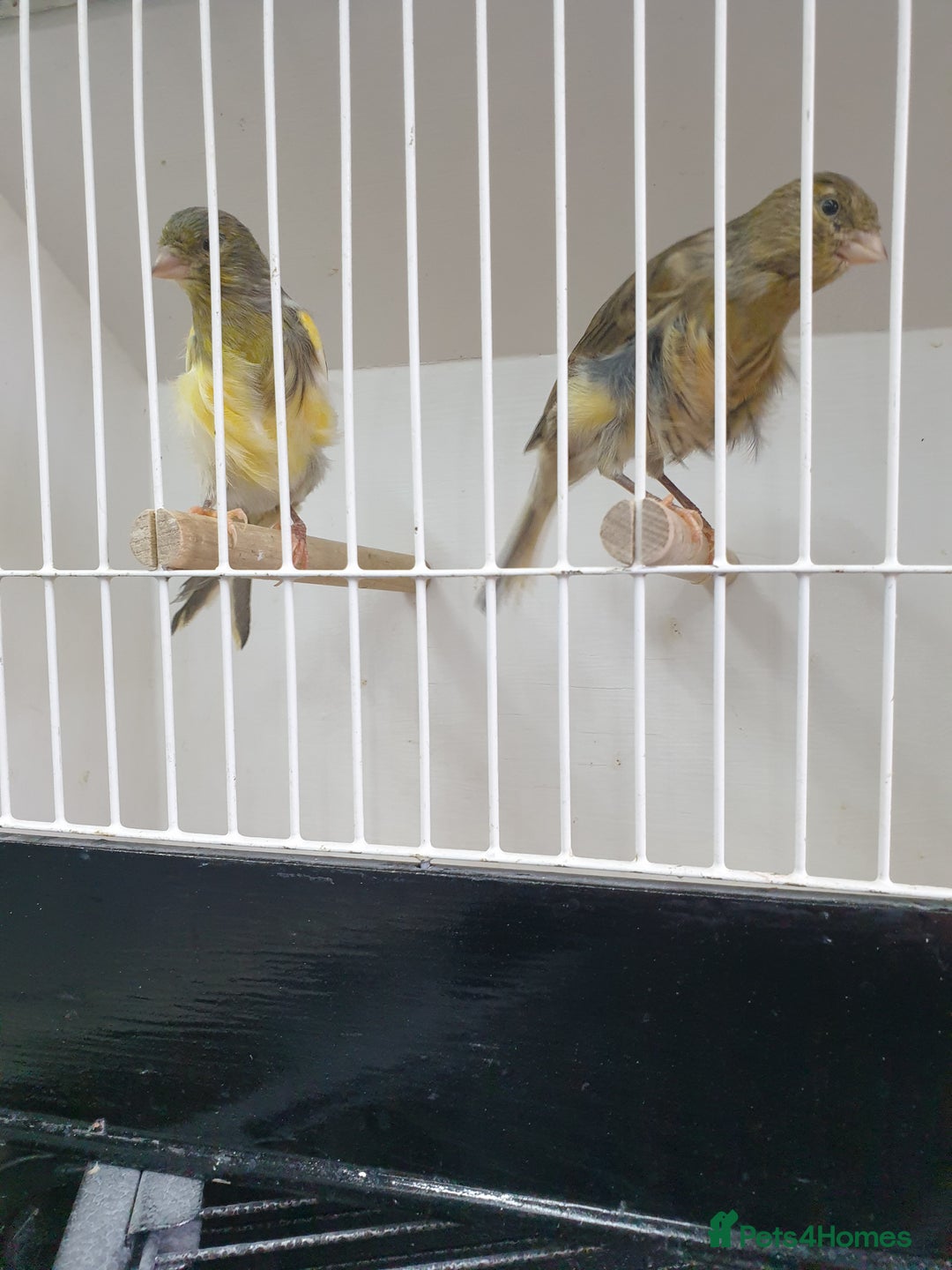 Canaries birds for sale: Canary for sale  - Image 3