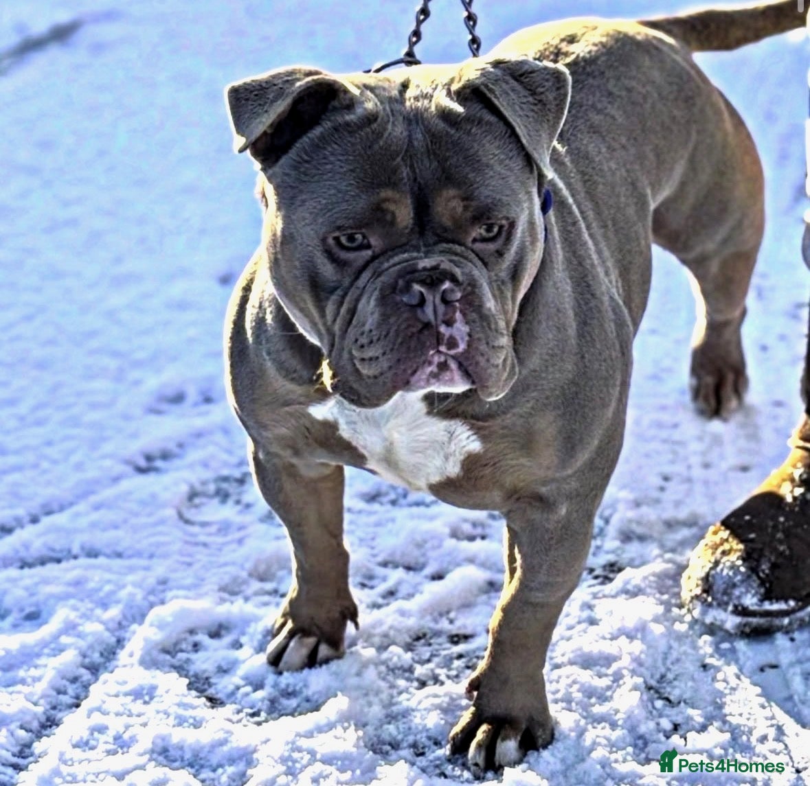 American Bully dogs Pocketbully male  - Advert 3