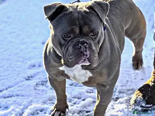 American Bully dogs Pocketbully male - Advert 3