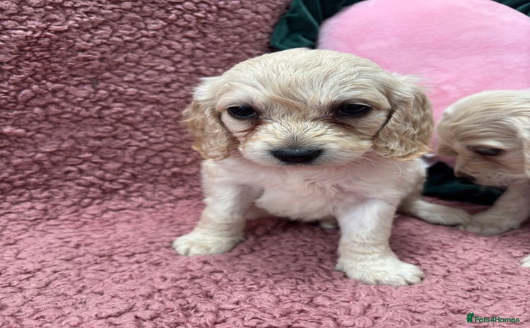 Mixed Breed dogs - Advert 4