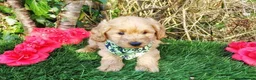 Cavapoo dogs for sale: Gorgeous little Cavapoo puppies  - Advert 6