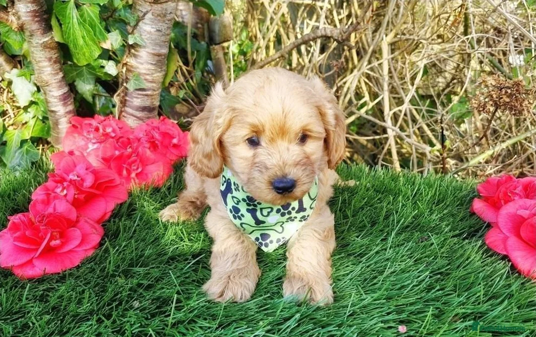 Cavapoo dogs for sale: Gorgeous little Cavapoo puppies  - Advert 6