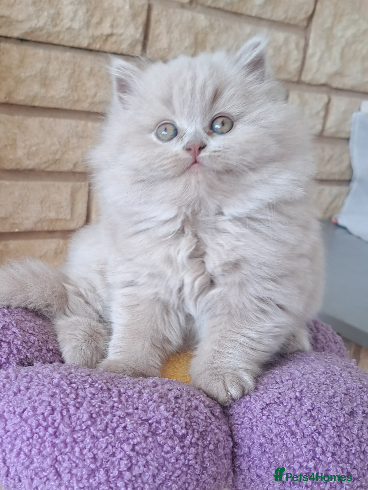 British Longhair cats Chunky BLH&BSH kittens. 2 kittens left. PETS ONLY - Advert 2