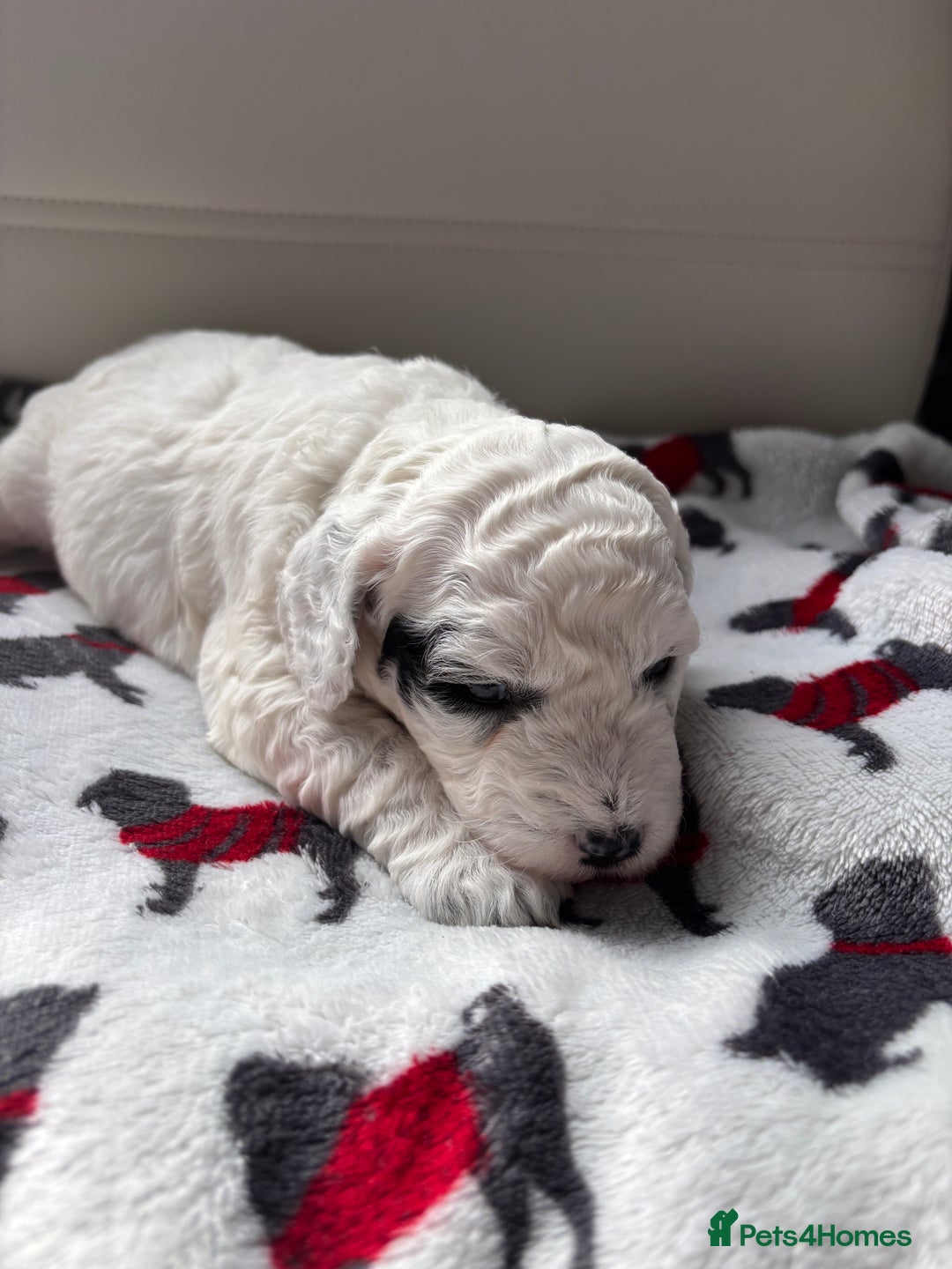 Cockapoo dogs for sale: Adorable F2 Cockapoo Puppies - First Litter  - Advert 23