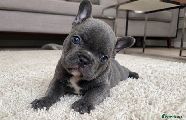 French Bulldog dogs Blue French Bulldog Puppy Ready for a Home 🏡  - Advert 1