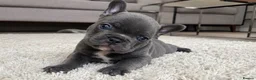 French Bulldog dogs for sale: Blue French Bulldog Puppy Ready for a Home 🏡  - Advert 1