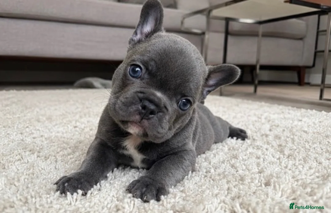 French Bulldog dogs for sale: Blue French Bulldog Puppy Ready for a Home 🏡  - Advert 1