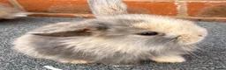 Mini Lop rabbits for sale: STUNNING PURE BREED MINI LOPS AMAZING COLOURS - Advert 7