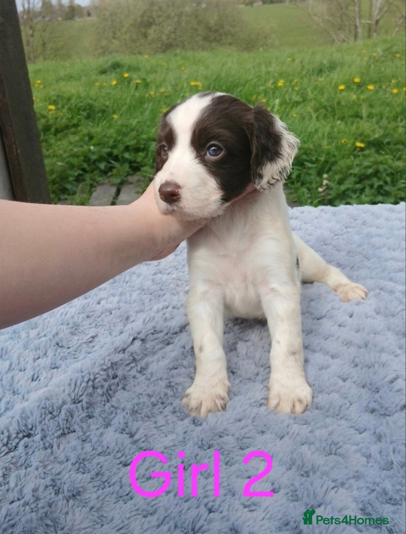 Sprocker dogs 3 springer x cocker spaniel puppies - Advert 7