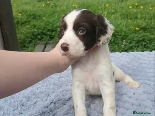 Sprocker dogs 3 springer x cocker spaniel puppies - Advert 7