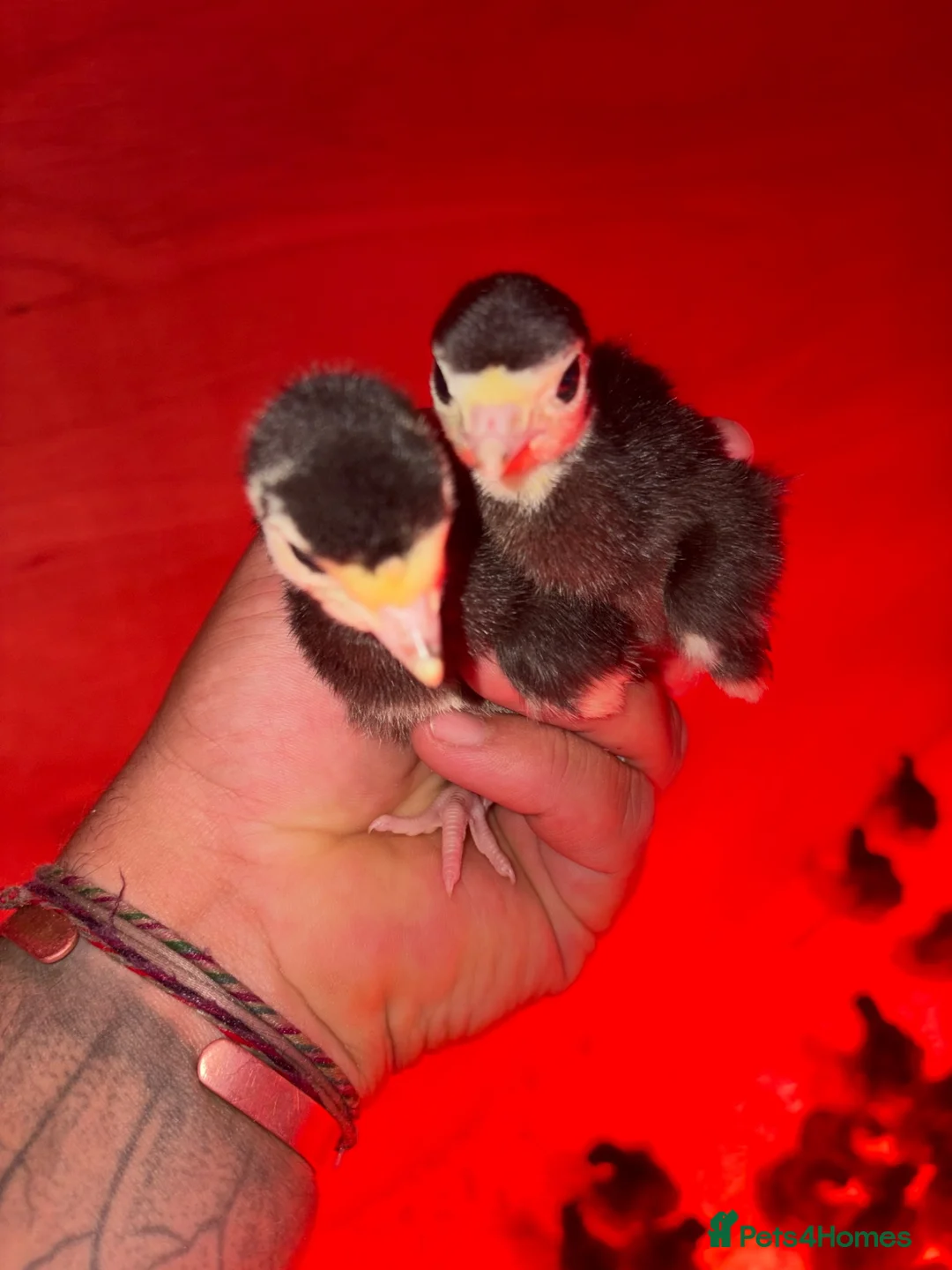 Turkeys poultry for sale: Norfolk black turkey poults  - Advert 3