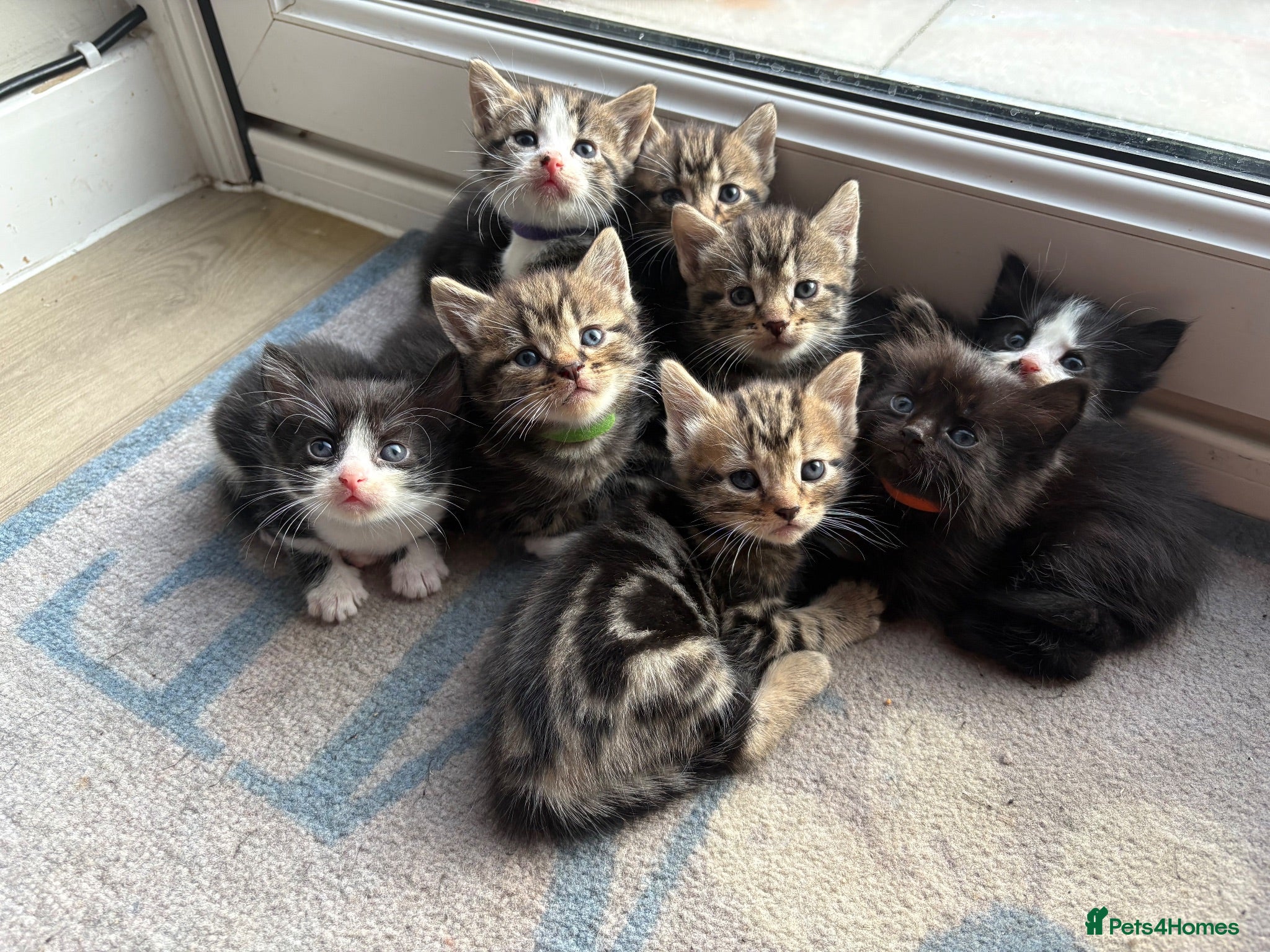 Mixed Breed cats Beautiful kittens for sale  - Advert 2