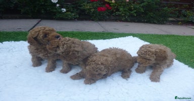Toy Poodle dogs - Advert 1