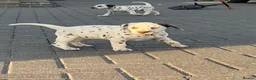 Dalmatian dogs for sale: Dalmatian beautiful - Advert 23