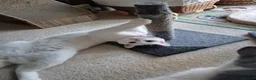 Mixed Breed cats for sale: Pretty little female cat for rehoming - Advert 6
