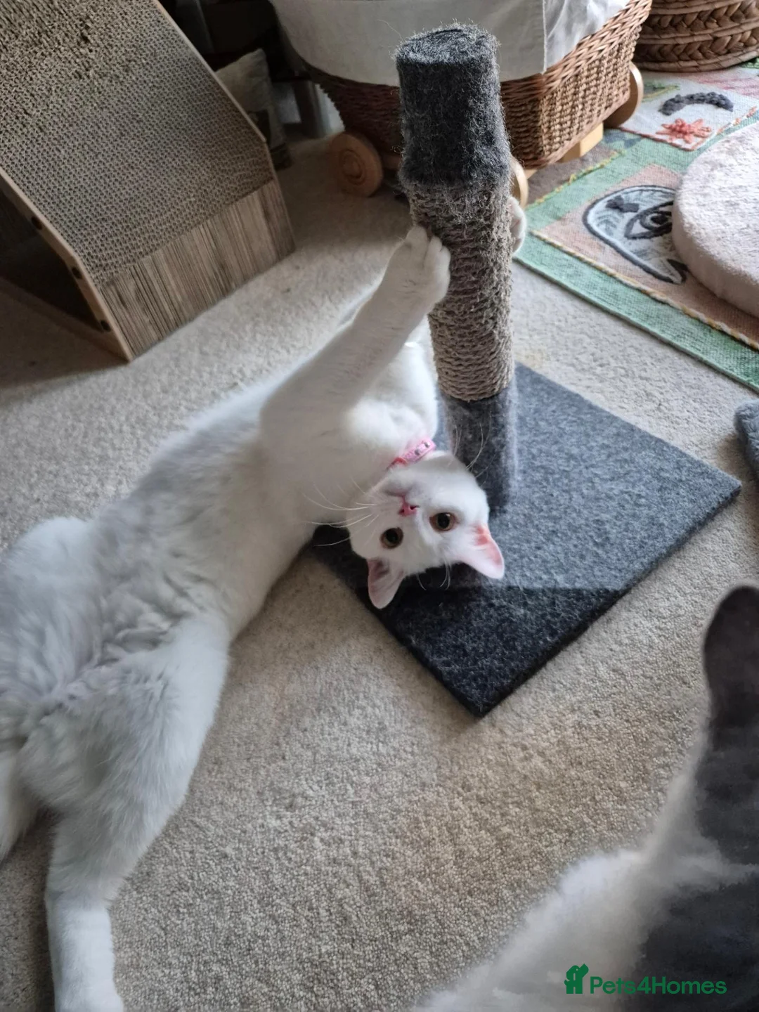 Mixed Breed cats for sale: Pretty little female cat for rehoming - Advert 6