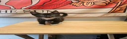 Mixed Breed cats for sale: KITTENS FOR SALE READY TO LEAVE NOW - Advert 13