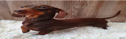 Miniature Dachshund dogs for sale: *KC Reg Miniature Dachshund Puppies available * - Advert 3
