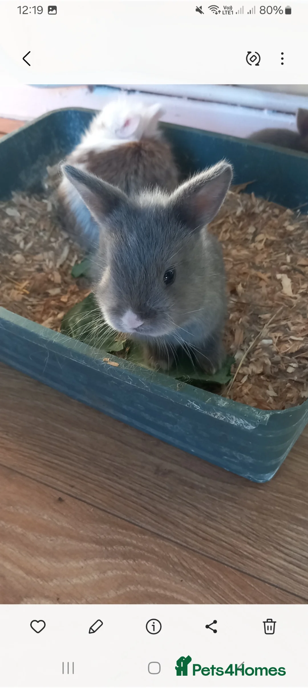 Lionhead rabbits for sale: mixed lion head mini lop 🐰 - Advert 2