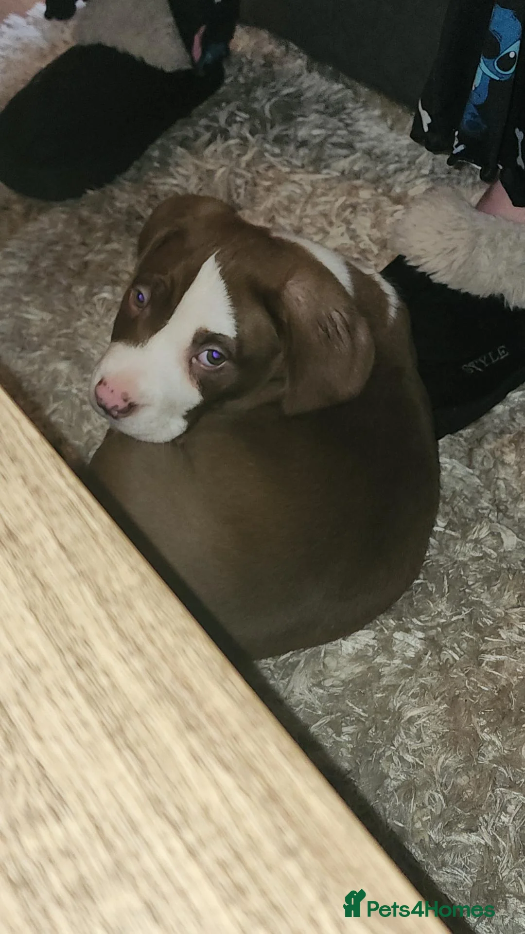 Mixed Breed dogs for sale: 1 brown and white pocket cross spaniel - Advert 1