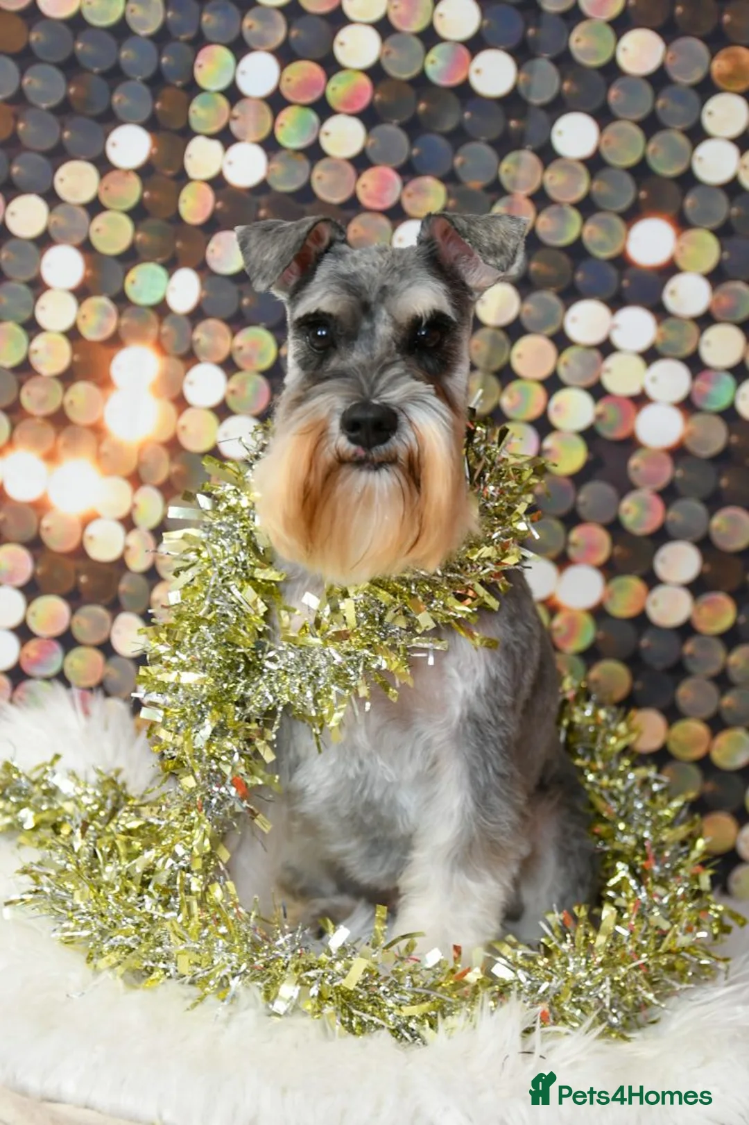 Miniature Schnauzer dogs for sale: Miniture Schnauzer's  - Advert 2