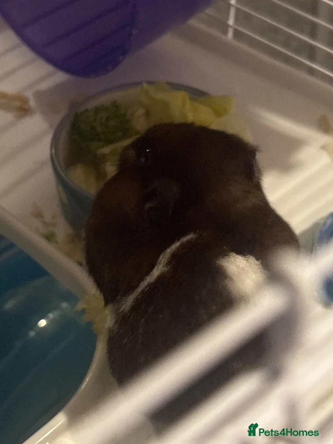 Hamster rodents for sale: banded brown and white syrian hamster  in Swansea - Advert 5