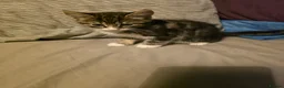 Mixed Breed cats for sale: Mixed tabby and long hair - Advert 9